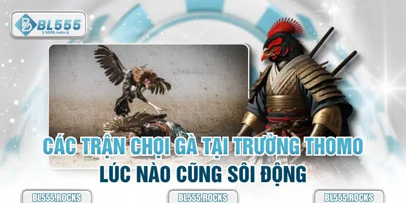 Các trận chọi gà tại trường Thomo lúc nào cũng sôi động