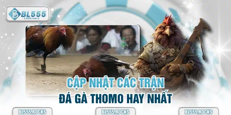 Cập nhật các trận đá gà Thomo hay nhất