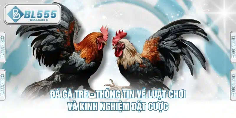 Đá Gà Tre - Thông Tin Về Luật Chơi Và Kinh Nghiệm Đặt Cược